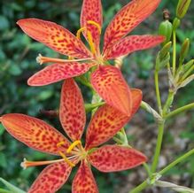 Blackberry Lily Blackberry Lily