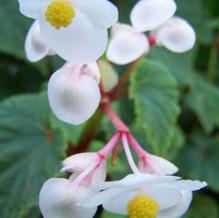 Begonia grandis 'Alba' Begonia grandis 'Alba'