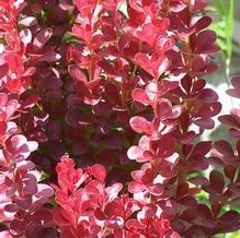 Berberis thunbergii 'Red Hot' Berberis thunbergii 'Red Hot'