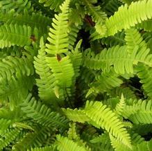 Blechnum spicant Blechnum spicant
