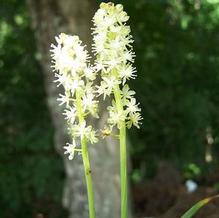 Barnardia japonica Barnardia japonica