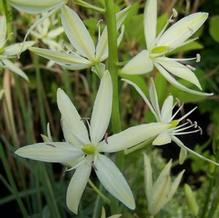 Camassia leichtlinii 'Sacajawea' Camassia leichtlinii 'Sacajawea'