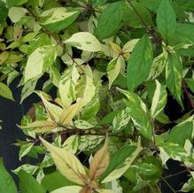 Callicarpa dichotoma 'Splashy' Callicarpa dichotoma 'Splashy'
