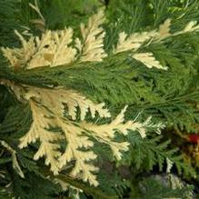 Chamaecyparis nootkatensis 'Variegata' Chamaecyparis nootkatensis 'Variegata'