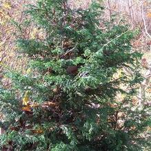 Chamaecyparis obtusa 'Rashamiba' Chamaecyparis obtusa 'Rashamiba'