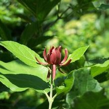 Calycanthus floridus Calycanthus floridus