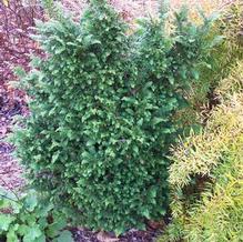 Chamaecyparis obtusa 'Cross Compact' Chamaecyparis obtusa 'Cross Compact'
