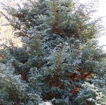 Chamaecyparis pisifera 'Devon Cream' Chamaecyparis pisifera 'Devon Cream'