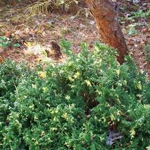 Chamaecyparis pisifera 'Compacta Variegata' Chamaecyparis pisifera 'Compacta Variegata'