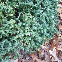 Chamaecyparis pisifera 'Silver Lode' Chamaecyparis pisifera 'Silver Lode'