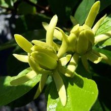 Calycanthus floridus 'Athens' Calycanthus floridus 'Athens'