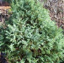 Chamaecyparis pisifera 'Iceberg' Chamaecyparis pisifera 'Iceberg'