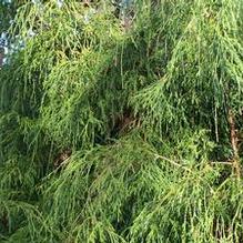 Chamaecyparis pisifera 'Sungold' Chamaecyparis pisifera 'Sungold'