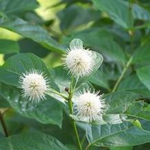 Cephalanthus occidentalis 'Sputnik' Cephalanthus occidentalis 'Sputnik'