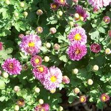 Chrysanthemum 'Mei-kyo' Chrysanthemum 'Mei-kyo'