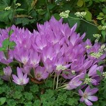 Colchicum bornmuelleri Colchicum bornmuelleri