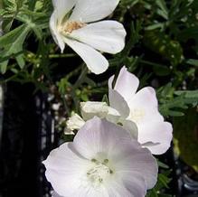 Callirhoe alacaeoides 'Logan Calhoun' Callirhoe alacaeoides 'Logan Calhoun'