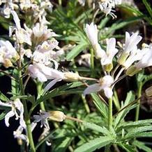 Cardamine concatenata Cardamine concatenata