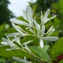 Chionanthus retusus Chionanthus retusus