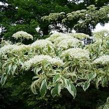 Cornus controversa 'Variegata' Cornus controversa 'Variegata'
