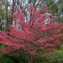 Cornus florida 'Purple Glory' Cornus florida 'Purple Glory'
