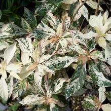 Clethra barbinervis 'Takeda Nishiki' Clethra barbinervis 'Takeda Nishiki'