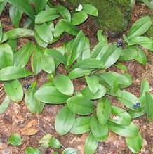 Clintonia borealis Clintonia borealis