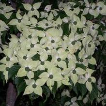 Cornus kousa 'Summer Stars' Cornus kousa 'Summer Stars'