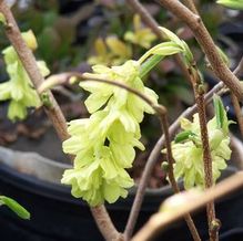 Corylopsis glabrescens Corylopsis glabrescens