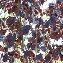 Corylus maximus 'Purpureus' Corylus maximus 'Purpureus'