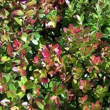 Gaylussacia brachycera Gaylussacia brachycera