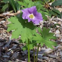 Glaucidium palmatum Glaucidium palmatum