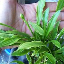 Hosta speciosa ex: Harold Epstein Hosta speciosa ex: Harold Epstein