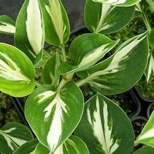 Hosta 'Americana' Hosta 'Americana'