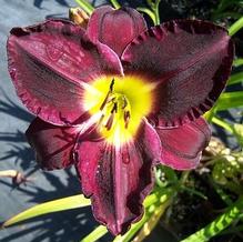 Hemerocallis 'Bela Lugosi' Hemerocallis 'Bela Lugosi'