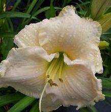 Hemerocallis 'Early Snow' Hemerocallis 'Early Snow'