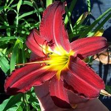 Hemerocallis 'Spider Man' Hemerocallis 'Spider Man'