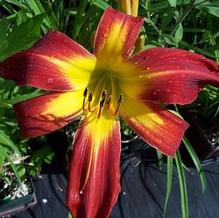 Hemerocallis 'Springfield Clan' Hemerocallis 'Springfield Clan'