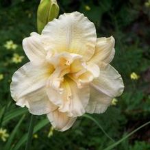 Hemerocallis 'Snow Blizzard' Hemerocallis 'Snow Blizzard'