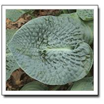 Hosta 'Deep Blue Sea' Hosta 'Deep Blue Sea'