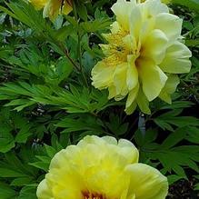 Itoh Peony Itoh Peony