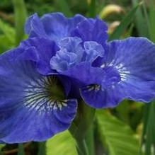 Iris sibirica 'Bluebird Kisses' Iris sibirica 'Bluebird Kisses'