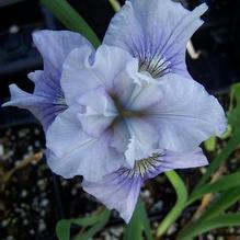Iris sibirica 'Silver Girl' Iris sibirica 'Silver Girl'