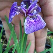 Iris setosa var. canadensis 'Nana' Iris setosa var. canadensis 'Nana'