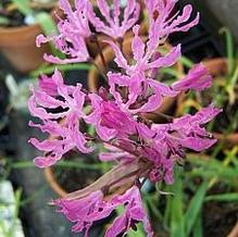 Nerine undulata coll. Ecca Pass Nerine undulata coll. Ecca Pass