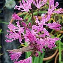Nerine undulata coll. Beford, East Cape Nerine undulata coll. Beford, East Cape