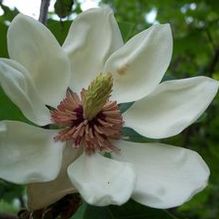 Magnolia x wiesneri 'Aashild Kalleberg' Magnolia x wiesneri 'Aashild Kalleberg'