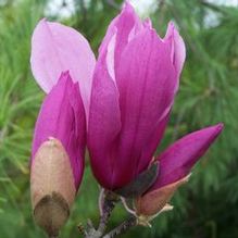Magnolia x liliiflora 'Jane' Magnolia x liliiflora 'Jane'