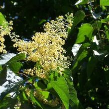 Poliothrysis sinensis Poliothrysis sinensis