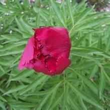 Paeonia mascula subsp. arietina aff. 'Northern Glory' Paeonia mascula subsp. arietina aff. 'Northern Glory'